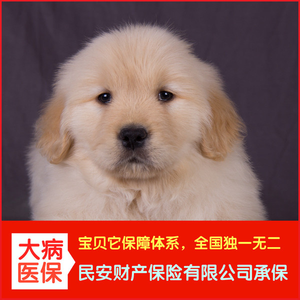 狗狗肿瘤草本 - 自然疗法在宠物护理中的应用