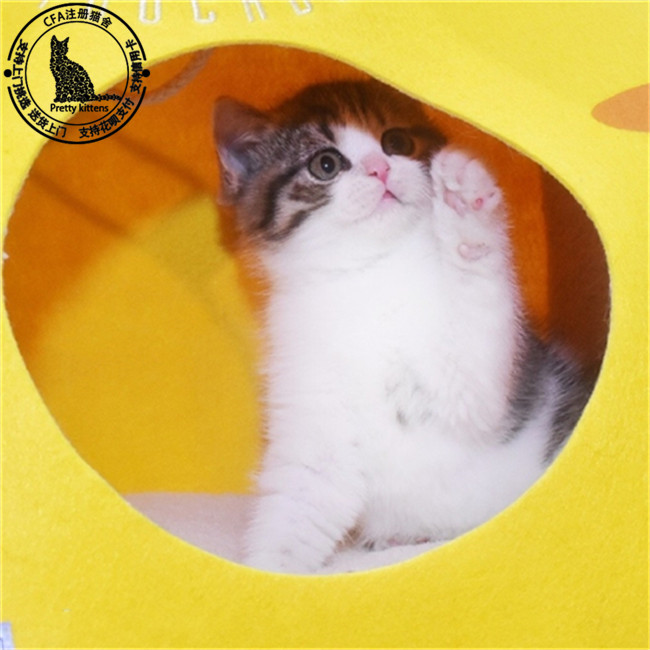 狗狗腿触电——揭秘宠物护理中的意外时刻