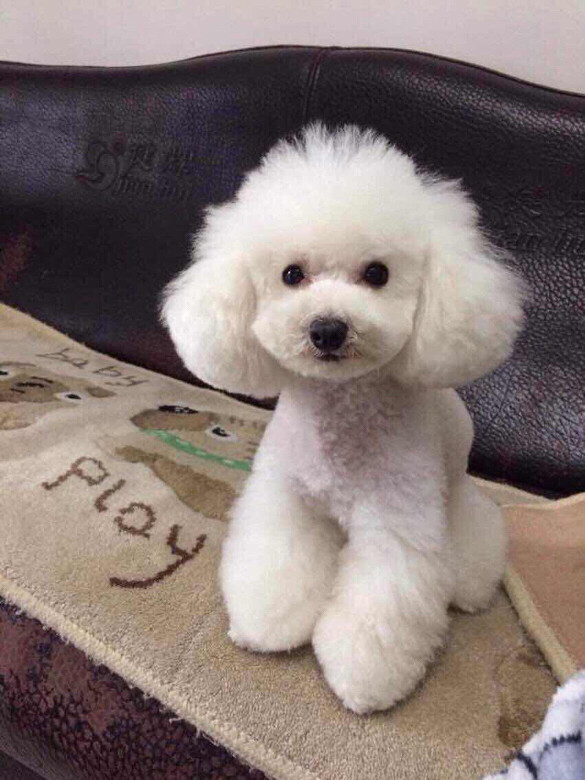 宠物频繁尿血，揭秘背后的原因